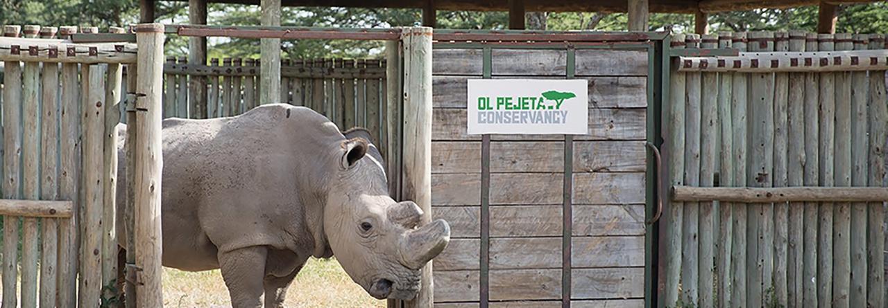 Ol Pejeta * Nanyuki