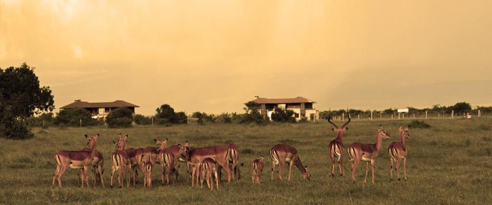 Apartment Ol Pejeta Nanyuki